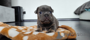 Photo №2 to announcement № 139145 for the sale of french bulldog - buy in Germany private announcement