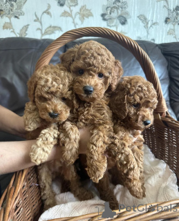 Photo №1. poodle (toy) - for sale in the city of Augustusburg | negotiated | Announcement № 172898