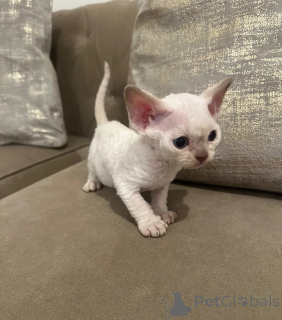 Photo №1. devon rex - for sale in the city of Baden | 361$ | Announcement № 169319