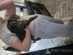 Photo №3. Deutsche Doggenwelpen... WhatsApp 44 7453 907158. Germany