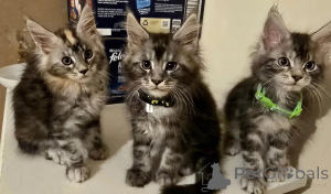 Photo №1. maine coon - for sale in the city of Mannheim | 361$ | Announcement № 177572