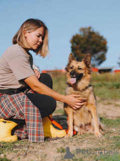 Photo №2 to announcement № 160731 for the sale of non-pedigree dogs - buy in Russian Federation private announcement