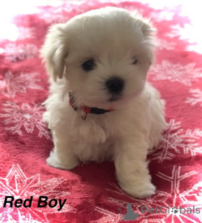 Photo №4. I will sell maltese dog in the city of Mississippi state. private announcement - price - 500$