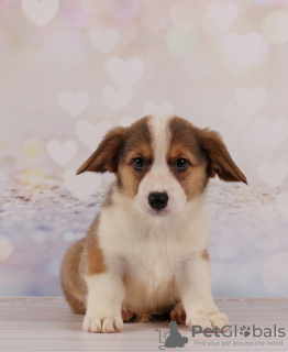 Photo №4. I will sell welsh corgi in the city of Dnipro. breeder - price - Is free