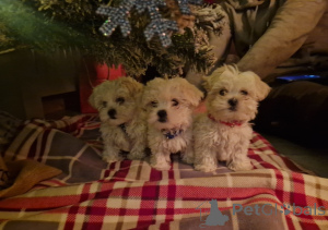 Photo №3. Purebred Maltese Puppies. Netherlands