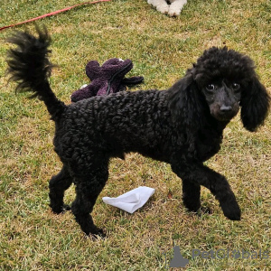 Photo №1. poodle (toy) - for sale in the city of Warsaw | Is free | Announcement № 123070