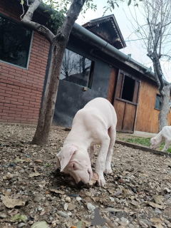 Photo №1. dogo argentino - for sale in the city of Čelarevo | negotiated | Announcement № 126413