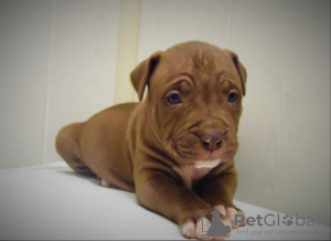 Photo №3. Exclusive. Isabella Pit Bull Girl. Russian Federation