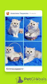 Photo №1. scottish fold - for sale in the city of Minsk | negotiated | Announcement № 57520
