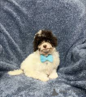 Photo №1. kavapu - for sale in the city of City of London | 723$ | Announcement № 165565