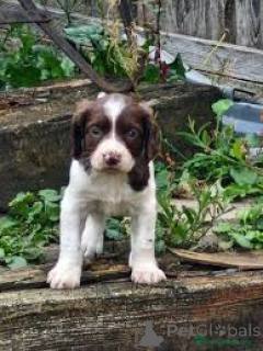 Photo №1. english springer spaniel - for sale in the city of Brussels | 723$ | Announcement № 166577