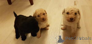 Photo №2 to announcement № 172867 for the sale of poodle (toy) - buy in Belgium private announcement