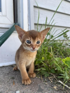 Photo №1. abyssinian cat - for sale in the city of Aarau | 361$ | Announcement № 178730