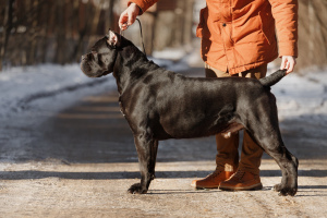 Photo №1. Mating service - breed: cane corso. Price - negotiated