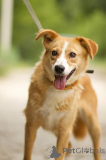 Photo №1. non-pedigree dogs - for sale in the city of Moscow river | Is free | Announcement № 150470