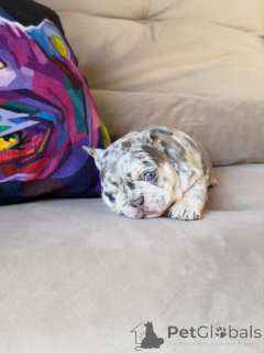 Photo №1. french bulldog - for sale in the city of Saint-Germain-lès-Arpajon | negotiated | Announcement № 174879