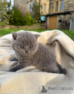Photo №2 to announcement № 151601 for the sale of british shorthair - buy in Denmark 