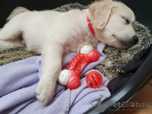 Photo №3. Vaccinated Golden Retriever Puppies ready now for you. Netherlands