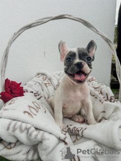 Photo №2 to announcement № 114220 for the sale of french bulldog - buy in Serbia breeder