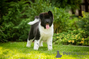 Photo №2 to announcement № 69325 for the sale of american akita - buy in Ukraine breeder