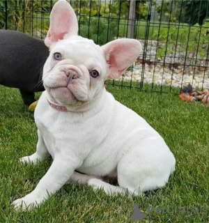 Photo №4. I will sell french bulldog in the city of Regensburg. private announcement - price - 380$