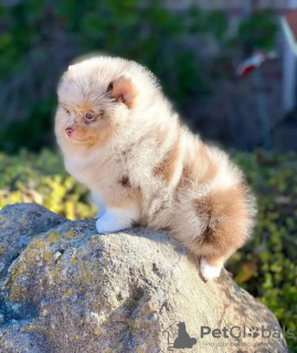 Photo №3. Toilet trained pomeranian. Belgium