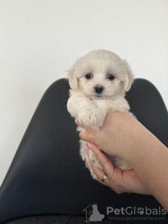 Additional photos: Maltese puppies