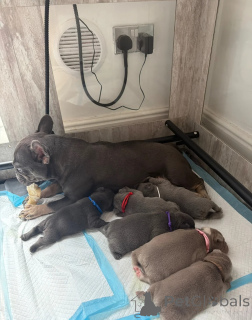 Photo №1. french bulldog - for sale in the city of Athens | 413$ | Announcement № 171471