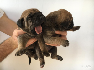 Photo №3. I sell purebred puppies purebred dogs, born February 20 and sold after the. Italy