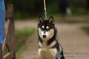 Additional photos: Siberian Husky puppies