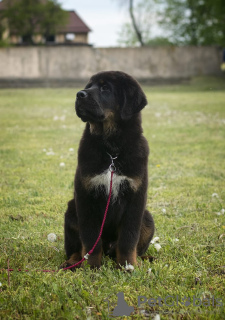 Photo №3. Tibetan Mastiff puppies. Belarus