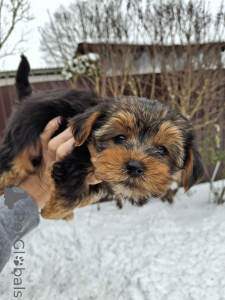 Photo №2 to announcement № 162864 for the sale of beaver yorkshire terrier, yorkshire terrier - buy in Lithuania private announcement, from nursery, breeder