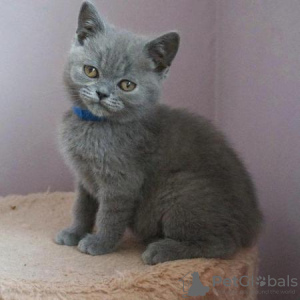 Photo №2 to announcement № 92680 for the sale of british shorthair - buy in Germany breeder