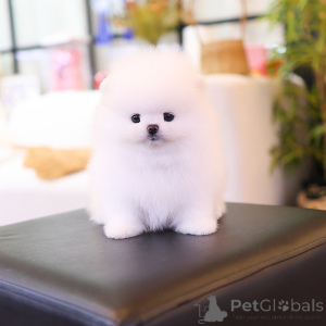 Photo №3. sweet pomerania puppy. Germany