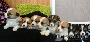 Photo №1. welsh corgi - for sale in the city of Vilnius | 370$ | Announcement № 36111