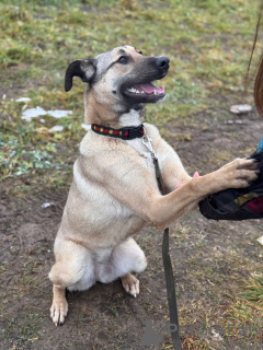 Photo №4. I will sell non-pedigree dogs in the city of Moscow river. private announcement - price - Is free