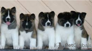 Photo №1. akita - for sale in the city of Stockholm | negotiated | Announcement № 113184