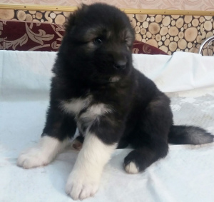 Photo №4. I will sell caucasian shepherd dog in the city of White church. private announcement - price - 401$