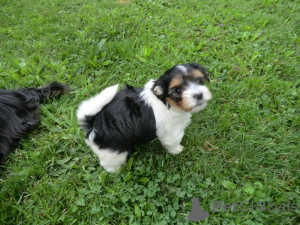 Photo №1. beaver yorkshire terrier - for sale in the city of Vienna | negotiated | Announcement № 167437