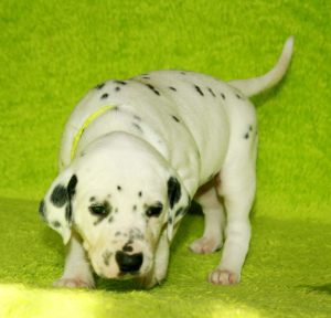 Additional photos: High-breed Dalmatian puppies