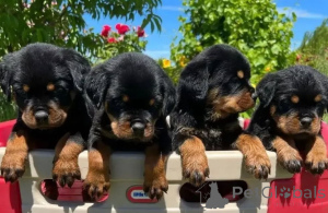 Photo №4. I will sell rottweiler in the city of Sevetal. private announcement - price - 599$