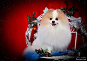 Photo №1. Mating service - breed: german spitz. Price - Negotiated