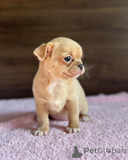 Photo №4. Julianna chihuahua puppies in Australia. Announcement № 147255