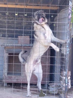 Photo №3. Turkish Kangal, male. Serbia