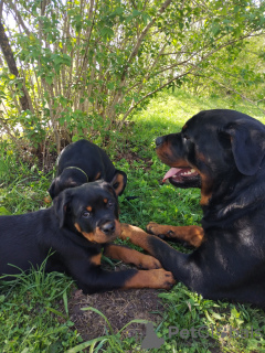 Photo №3. Rottweiler puppies are going to new owners. Latvia