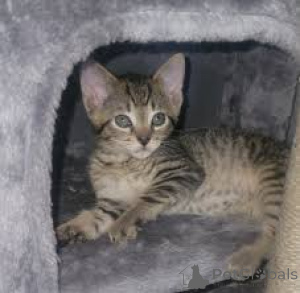 Photo №2 to announcement № 172710 for the sale of ocicat - buy in Belgium private announcement, breeder