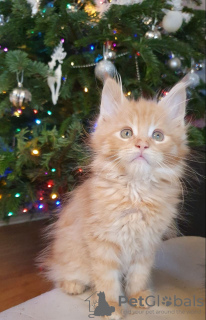 Photo №3. Maine Coon Cats for sale. Germany