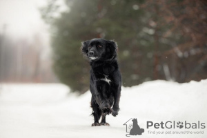 Photo №3. Agata with a golden character is looking for a home!. Russian Federation