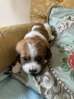 Photo №1. non-pedigree dogs - for sale in the city of Gothenburg | negotiated | Announcement № 169799