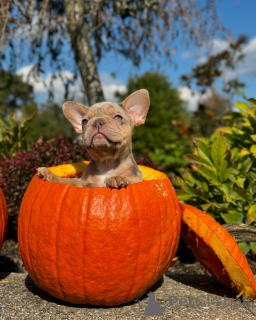 Photo №2 to announcement № 150639 for the sale of french bulldog - buy in Germany from the shelter, breeder